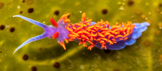  Flabellina iodinea (Spanish Shawl)